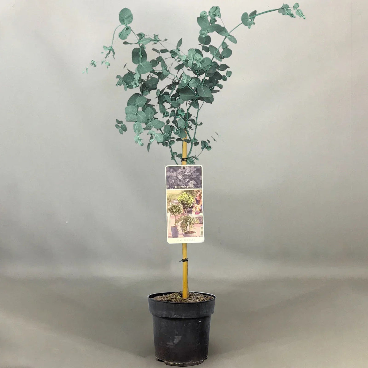 Eucalyptus gunnii Tree, Cider Gum, Potted Ornamental Trees for Small Gardens (70-80cm incl.pot) Corbycart