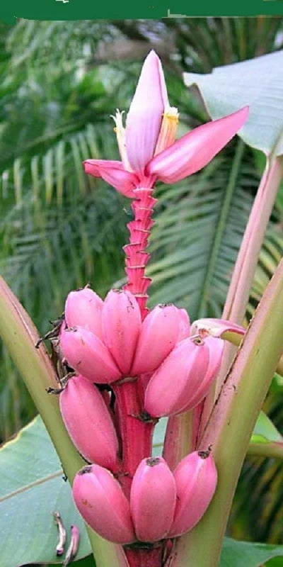 Musa velutina pink hardy banana tree exotic and hardy fruit tree rare 20 seeds CorbyCart