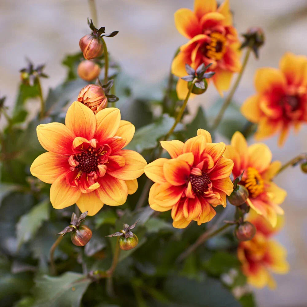 Dahlia 'Dark Bicolour Orange' Plug Plant x 3. Dark foliage, red & orange flowers Corbycart