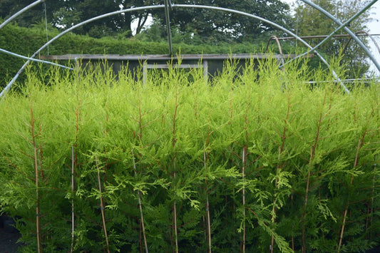 10 X 90cms CASTLEWELLAN LEYLANDII GOLD HEDGING CONIFERS 2ltr POTS 3ft CorbyCart