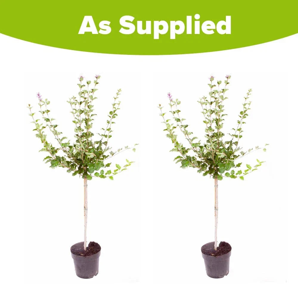 Standard Lilac Trees, 2 x Syringa Palibin, Double Flowering, 90-120cm, 3L Pots Corbycart
