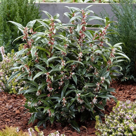 Sarcococca hookeriana Winter Gem Sweet Box 3Lt Pot Evergreen Plants Corbycart