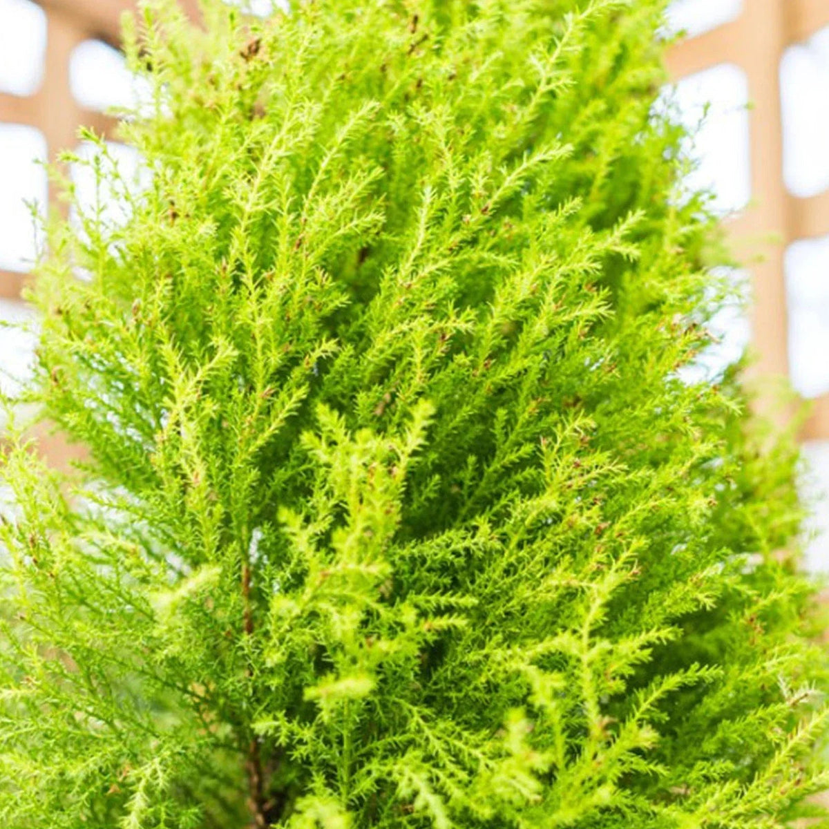 Cupressus Plant Conifer Wilma Goldcrest Lemon Scented Evergreen 10.5cm Pots Corbycart