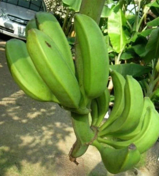 Banana Tree - one of the only hardy Edible banana fruits! Allotments etc! Corbycart