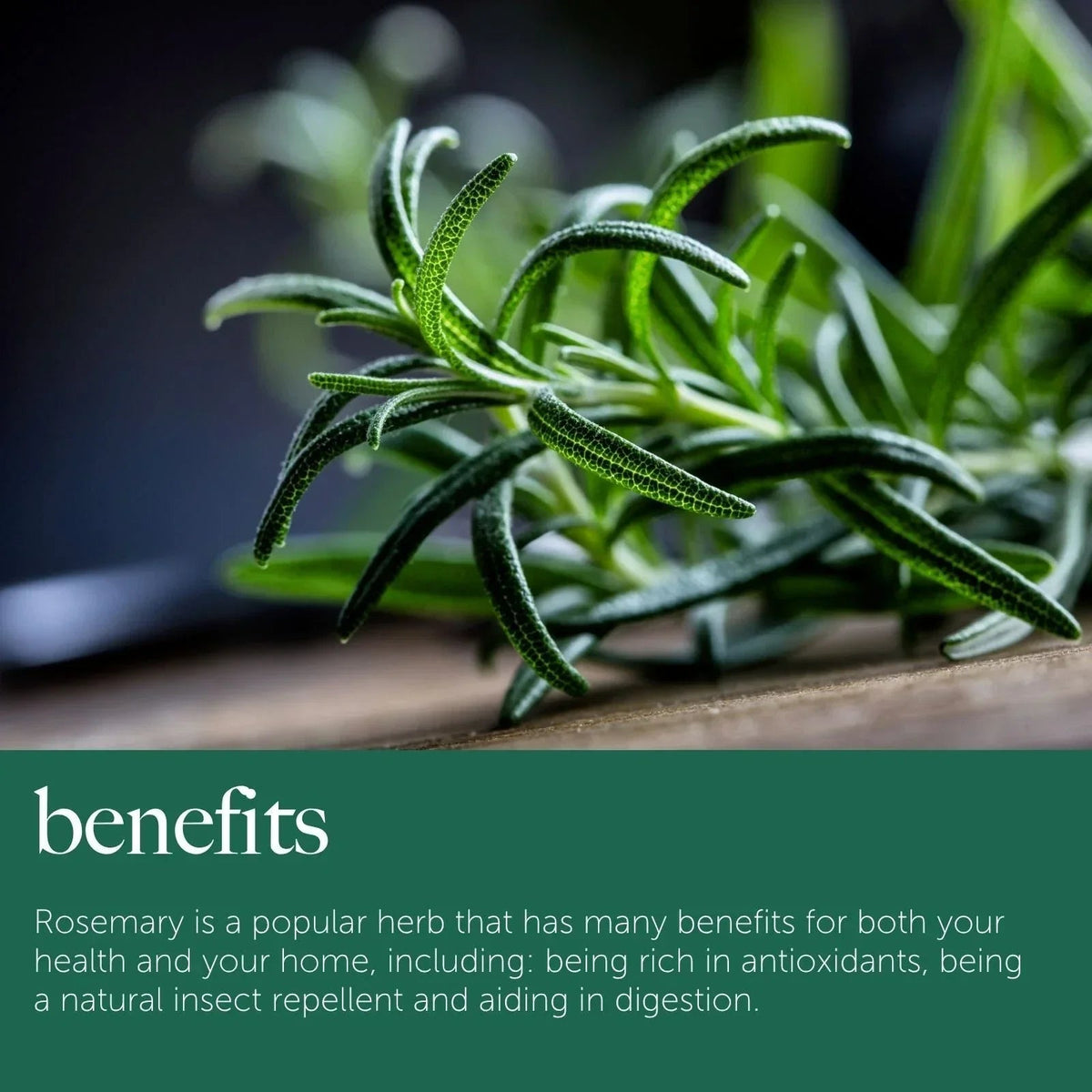 Rosemary Plant in 14cm Pot - Rosmarinus Evergreen Fragrant Perennial Herb Plants Corbycart