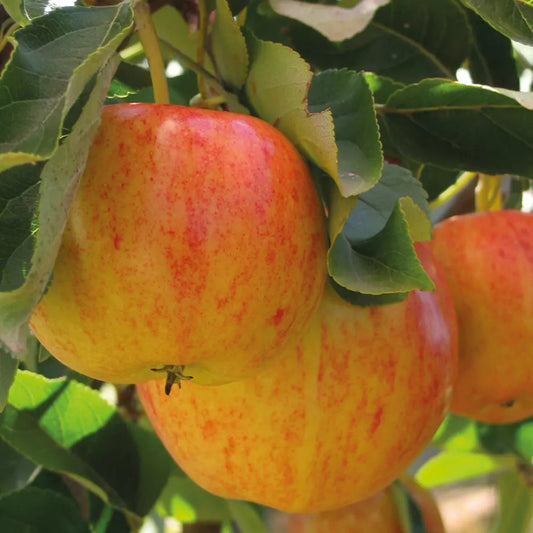 Mini Fruit Tree Patio Garden Plant Apples Pears Cherries Plums 9cm Potted Corbycart