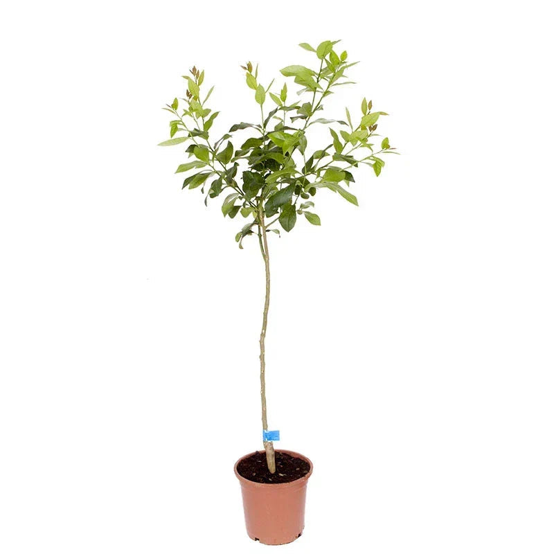 Orange Tree Plant Large Fully Mature Seedless Citrus Fruit in Pot 80cm Tall Corbycart