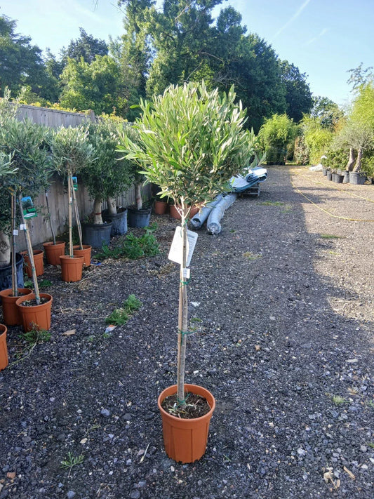 A pair of Standard Olive Trees approx.90cm inc.pot Corbycart