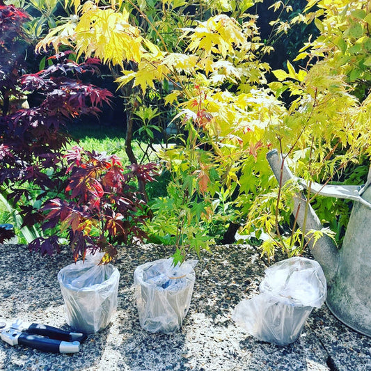 3 x Acer Plant Collection - 11cm Pots - Vars Atropur- pureum - Orange Dream Corbycart