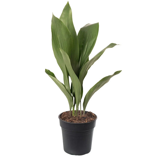 Cast Iron Plant Aspidistra Elatior Indoor House Plants Evergreen Tall Exotic CorbyCart