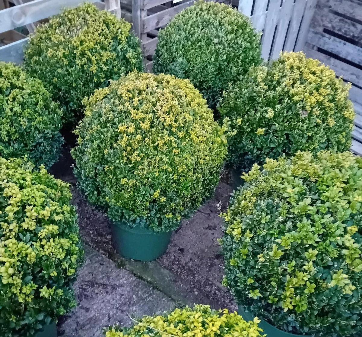 Buxus sempervirens (common box) topiary ball 45-50cm diameter Corbycart