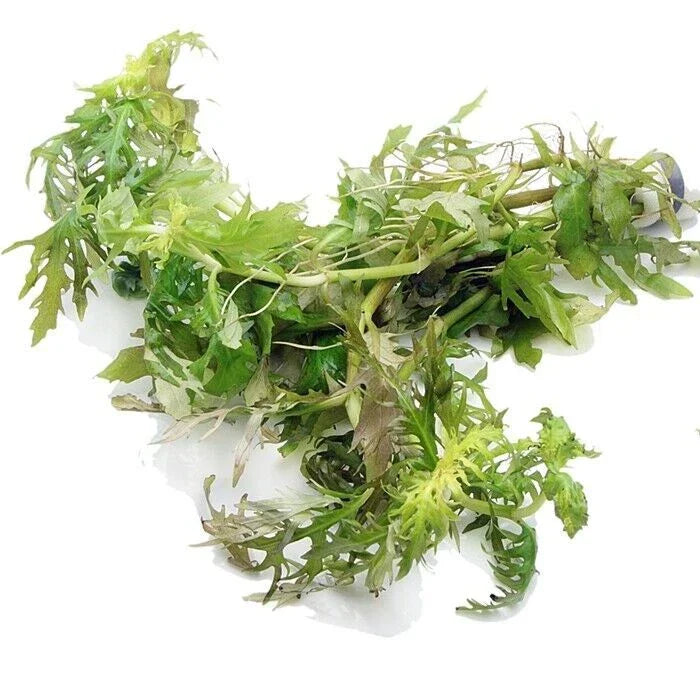 Hygrophila Difformis (5x) Water Wisteria Live Aquarium Plant Tropical Corbycart