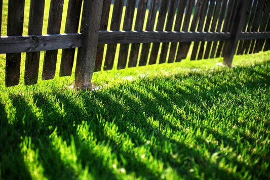 1kg Premium Shade Grass Seed - Ultra shade tolerant, luxury seed Corbycart