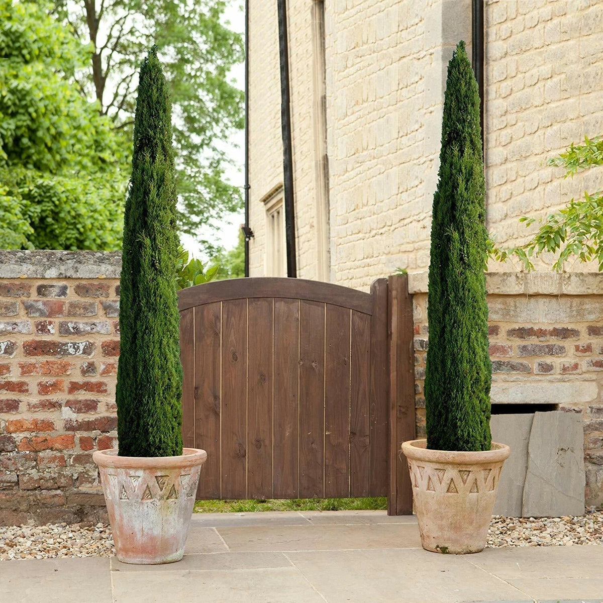 Pair of Italian Cypress Trees Ornamental Ever- green Shrubs, 2 sizes Corbycart