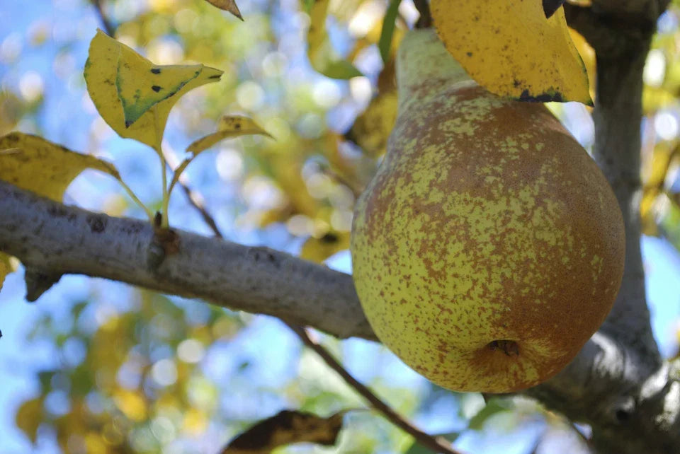 Conference Pear Tree 4-5ft Tall, Self-Fertile & Heavy Cropper, Ready to Fruit Corbycart