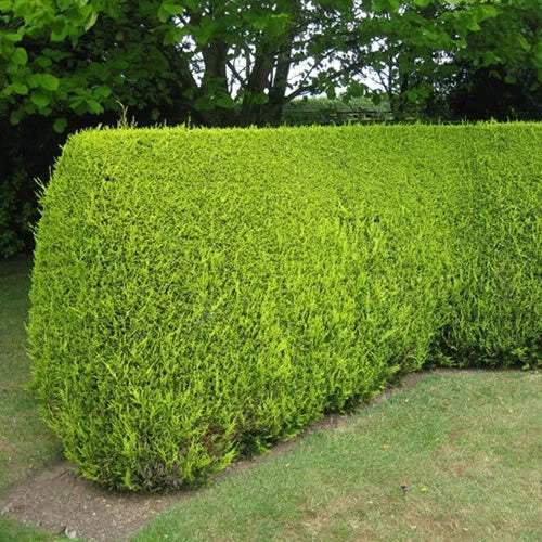 10x LEYLANDII GOLD | EVERGREEN CONIFER HEDGING 30-60cm CorbyCart