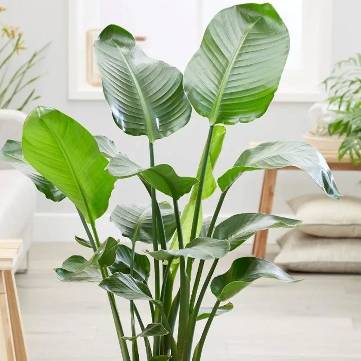 Strelitzia nicolai | 35-45cm Potted White Bird of Paradise | Indoor Plant Gift Corbycart