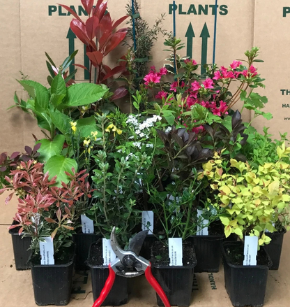5X MIXED ESTABLISHED GARDEN SHRUBS - HIGH QUALITY POTTED HARDY GARDEN PLANTS Corbycart