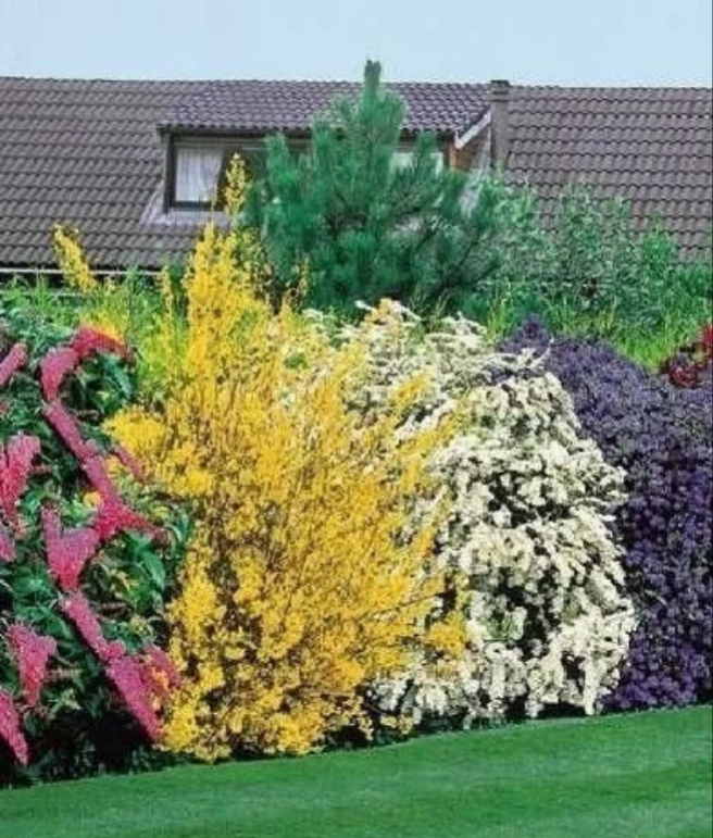 10X MIXED ESTABLISHED GARDEN SHRUBS - HIGH QUALITY POTTED PLANTS NOT PLUG PLANTS Corbycart