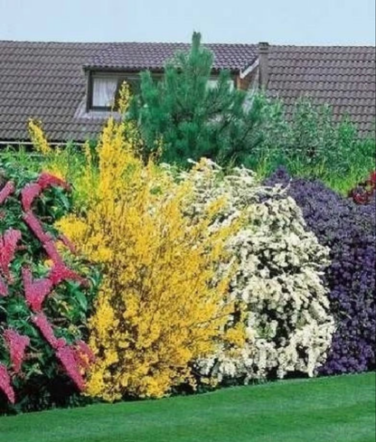 10X MIXED ESTABLISHED GARDEN SHRUBS - HIGH QUALITY POTTED PLANTS NOT PLUG PLANTS Corbycart