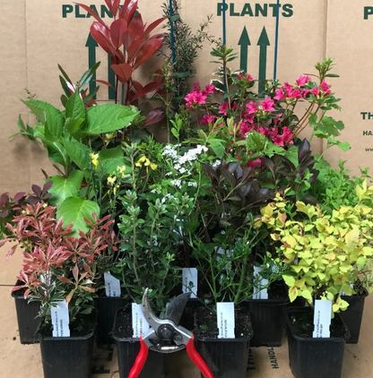 5 x Mixed Established Garden Shrubs In 9cm Pots Corbycart