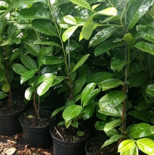 100 Cherry Laurel Hedging 40-60cm Tall Potted