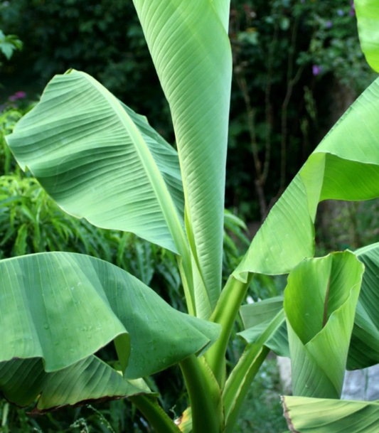 Banana Tree - one of the only hardy Edible banana fruits! Allotments etc! Corbycart
