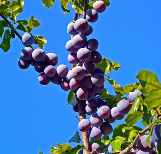 Czar Plum Tree 4-5ft Self Fertile,Ready to Fruit,Good For Cooking or Eating Corbycart