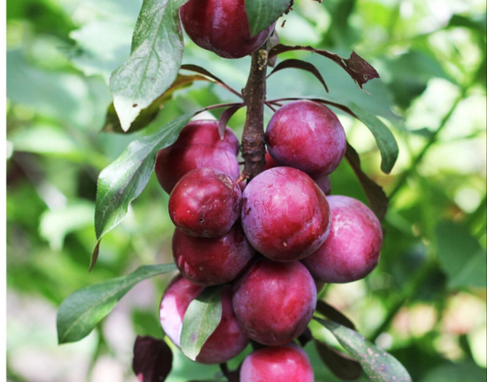Big Juicy Victoria Plum Tree, 4-5ft Tall, Sweet Juicy and Tasty, Ready to Fruit Corbycart
