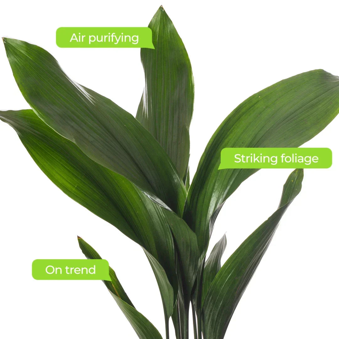 Cast Iron Plant Aspidistra Elatior Indoor House Plants Evergreen Tall Exotic CorbyCart