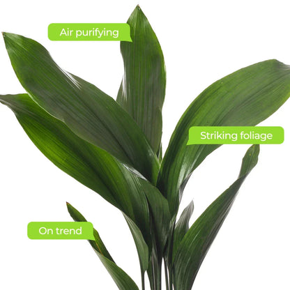 Cast Iron Plant Aspidistra Elatior Indoor House Plants Evergreen Tall Exotic CorbyCart