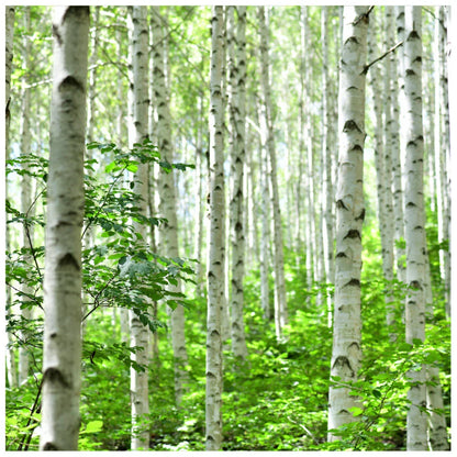 10 Silver Birch Native Trees 3-4ft Hedges Betula Pendula, 2 Yr Old & Feathered