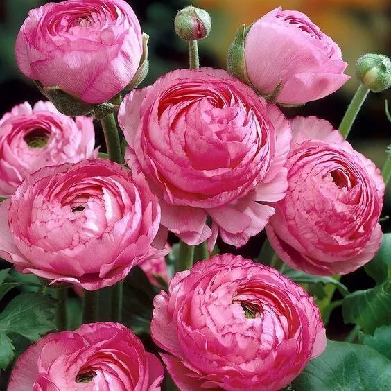 20 Ranunculus Asiaticus PINK Summer Flowering Bulbs Persian Buttercup Corms Corbycart