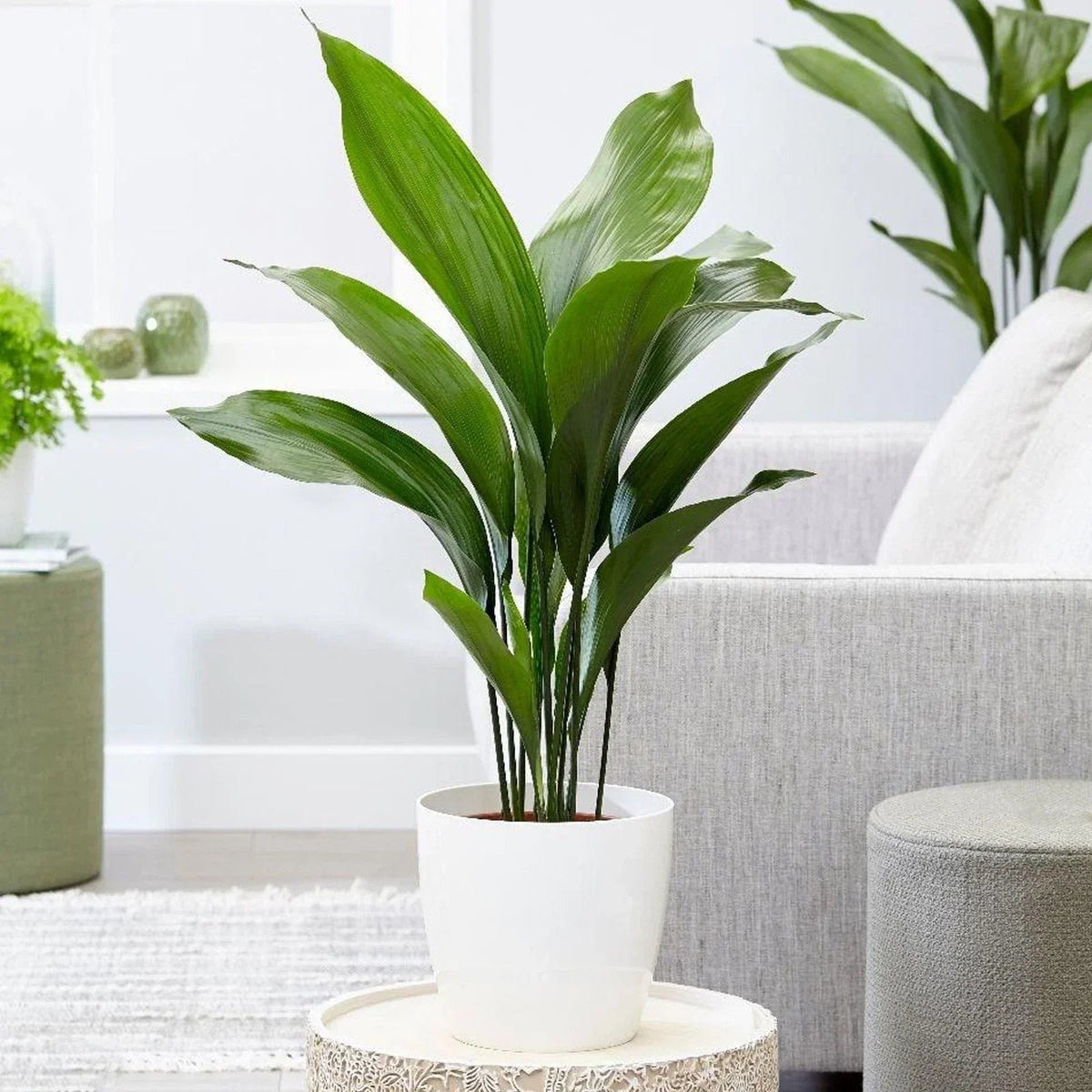 Cast Iron Plant Aspidistra Elatior Indoor House Plants Evergreen Tall Exotic CorbyCart