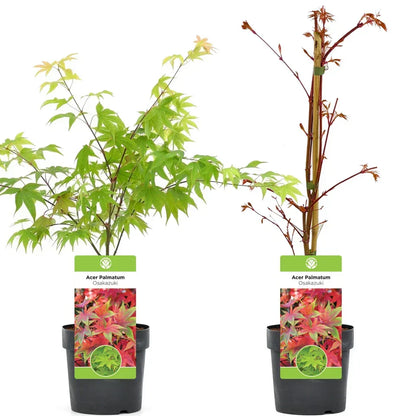 Acer palmatum 'Osakazuki',  Japanese Maple Deciduous Garden Plant Tree In Pot
