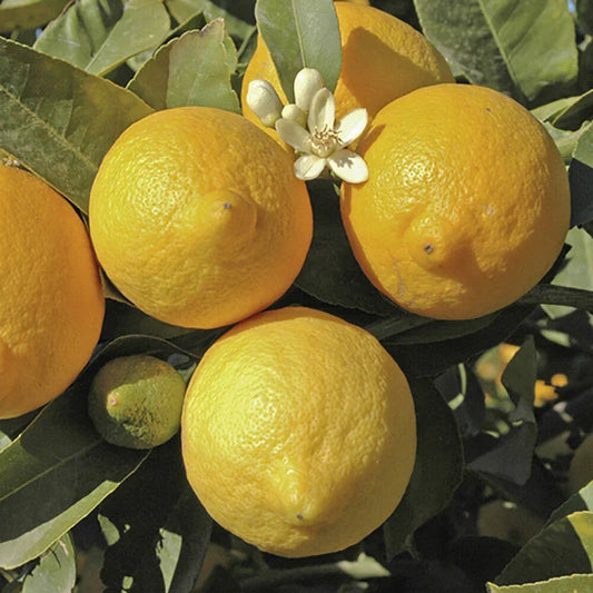 Citrus Fruit Tree, Lemon Citron, Fragrant Evergreen, 7?9cm Pot, Grow Your Own Corbycart