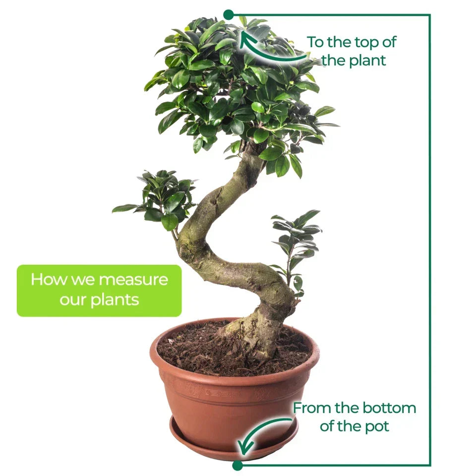 Ficus Ginseng Bonsai Tree Tall Indoor Plants Exotic Large Trees For Your Home CorbyCart