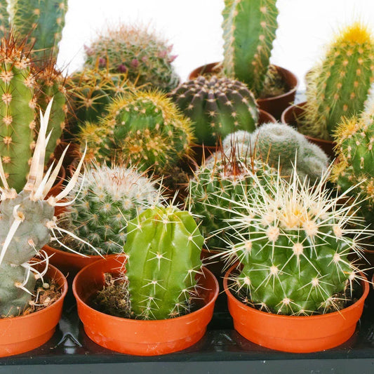 Cactus Mix - 10 Plants - House / Office Live Indoor Pot Plant - Ideal Gift Corbycart