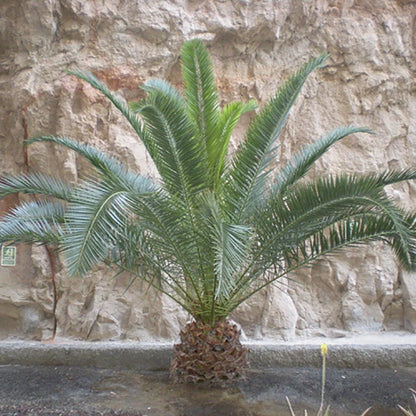 Tropical Palm Tree, Phoenix Canariensis 80cm-1m Tall, 1 x 19cm Pot