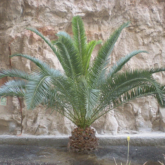 Tropical Palm Tree, Phoenix Canariensis 80cm-1m Tall, 1 x 19cm Pot Corbycart