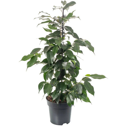 Weeping Fig Large Indoor House Plant Real Ficus Danielle Evergreen Tall Plants CorbyCart