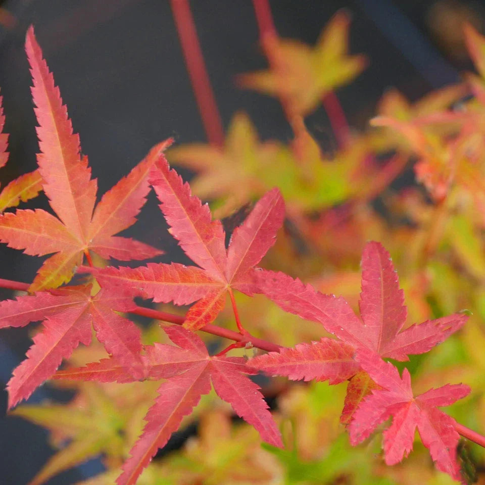 3 x Acer Plant Collection - 11cm Pots - Vars Atropur- pureum - Orange Dream Corbycart