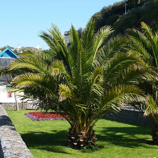 Tropical Palm Tree, Phoenix Canariensis 80cm-1m Tall, 1 x 19cm Pot Corbycart