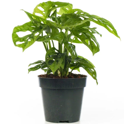 Vibrant Monstera Obliqua Monkey Leaf Indoor Potted Houseplant 20-30cm with Pot
