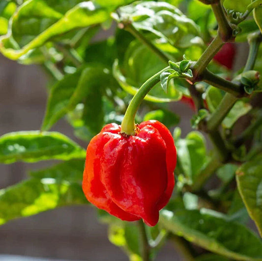 Chilli Plants - 'Carolina Reaper' - 3 x Large Plug Plant Pack Corbycart