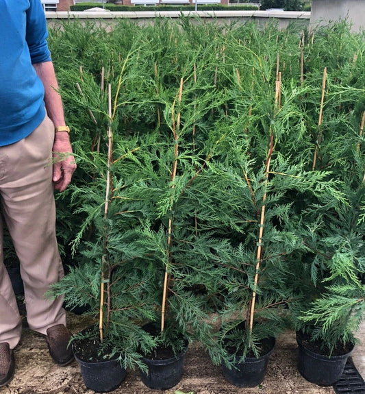 2-3ft Leylandii Green Evergreen Hedging Conifers 2ltr Pots