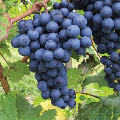 3 x Grape Vine Plant Mix - Garden Climbing Fruit Plant Grow Your Own Grapevine Corbycart