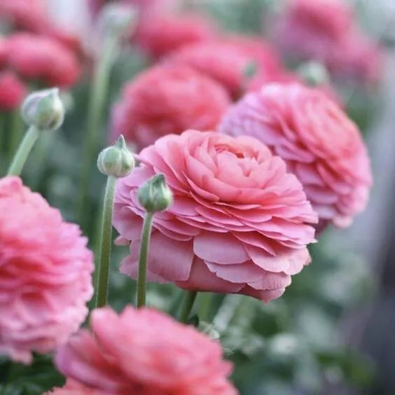 20 Ranunculus Asiaticus PINK Summer Flowering Bulbs Persian Buttercup Corms Corbycart