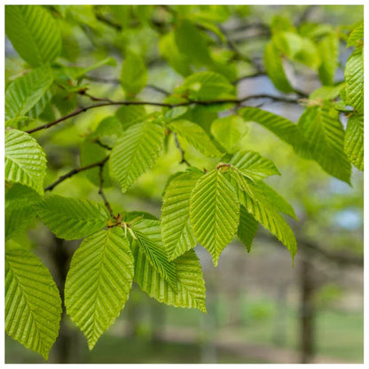 1-2ft Hornbeam native semi evergreen hedge plants bare root hedging good for damp soil
