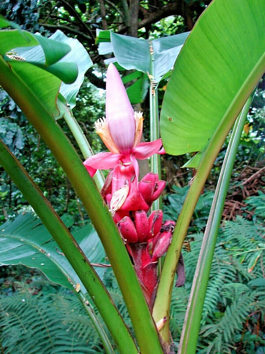 Banana Musa velutina 20 seeds Corbycart
